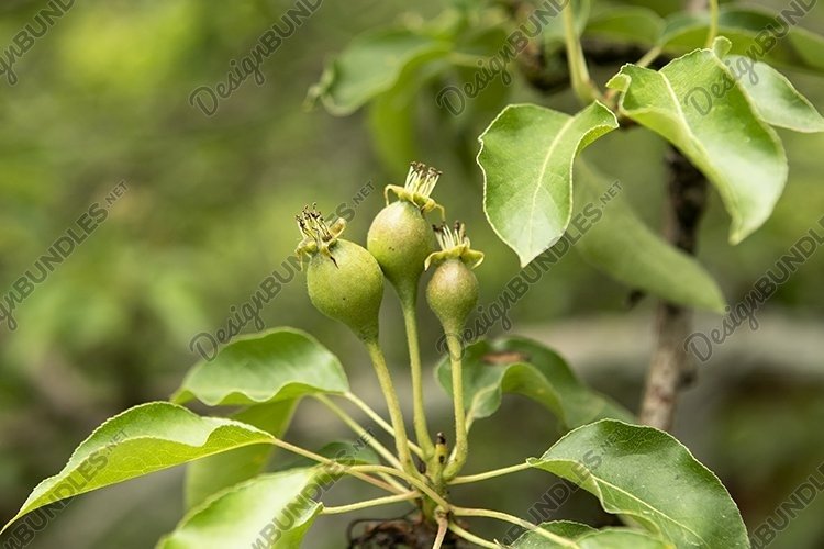 Pear Clipart Image 18