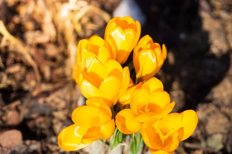 Garden Background Image 15