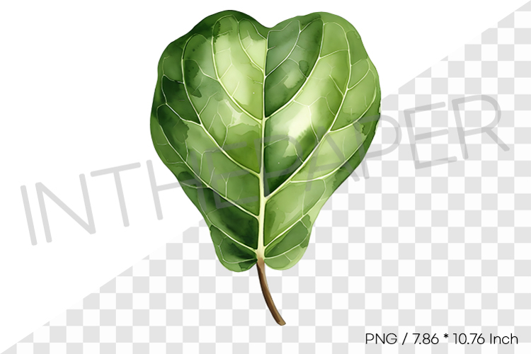Fiddle Leaf Fig Leaf Tropical Summer Clipart Watercolor