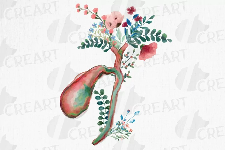Watercolor Human cholecyst and hepatic duct, gallbladder.