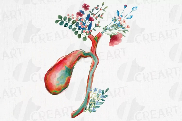 Watercolor vivid red cholecyst and hepatic duct, gallbladder