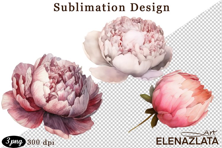 Watercolor Pink Peonies Flowers Clipart