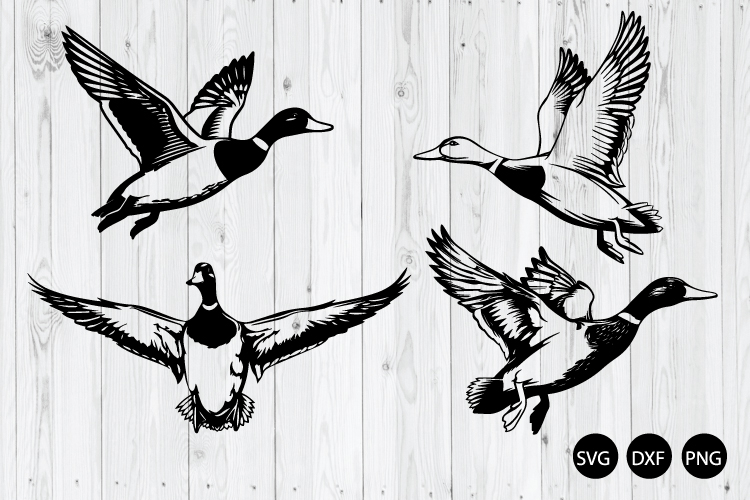 Flying Mallard Duck SVG, Mallard Duck Silhouette SVG