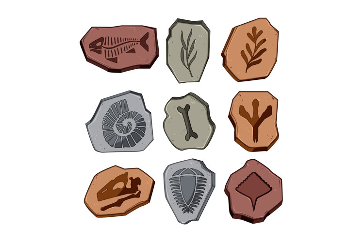Fossil Shell Cartoon fossil set cartoon (6565709)