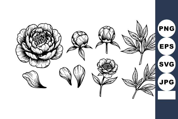 Peony Botanical Illustration Image 2