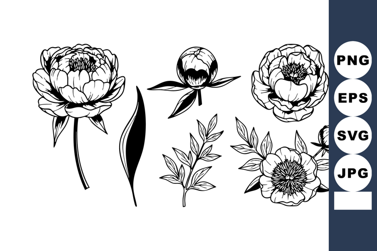 Peony flowers with leaves and buds detailed black line art v