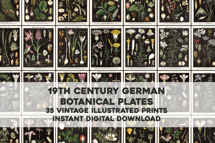 Vintage German Black Botanical Plates Bundle