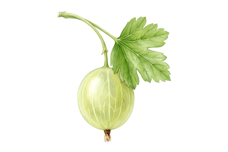 Gooseberry Png| Fruit Png