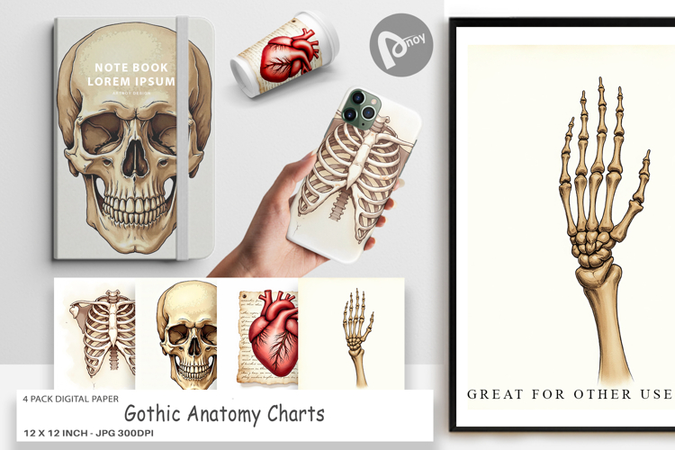 Anatomy Illustration Image 11