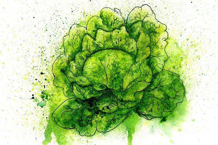 Cabbage Clipart Image 19