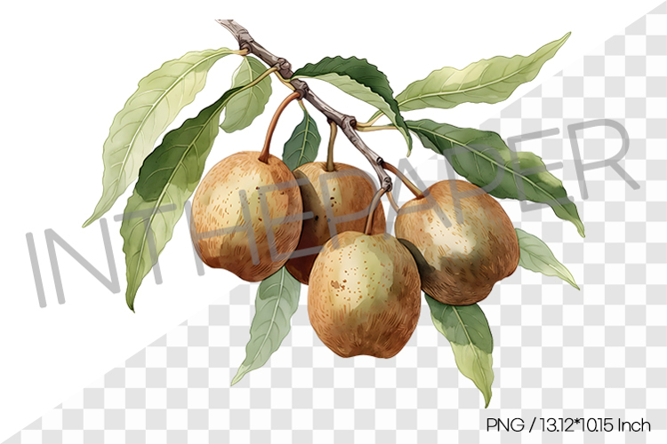 Green Kiwis Growing on Tree Branch PNG Clipart Fruit Illust