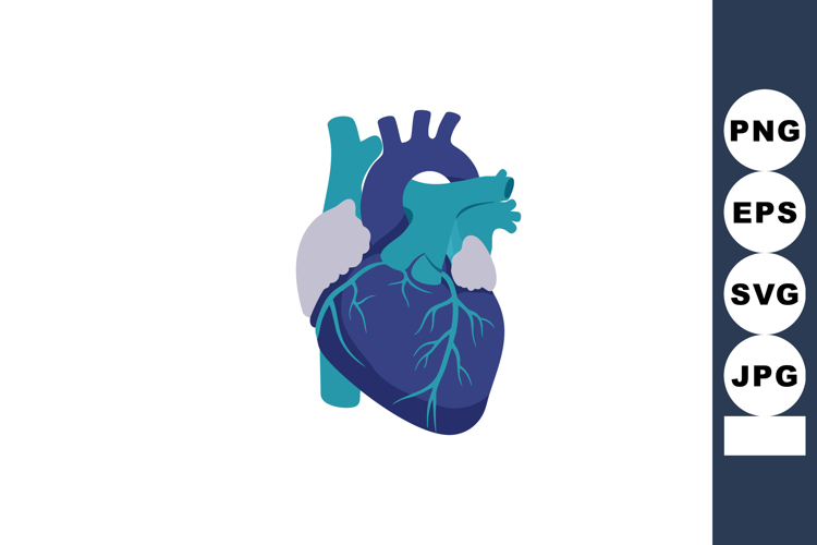 Human Heart Illustration Image 15