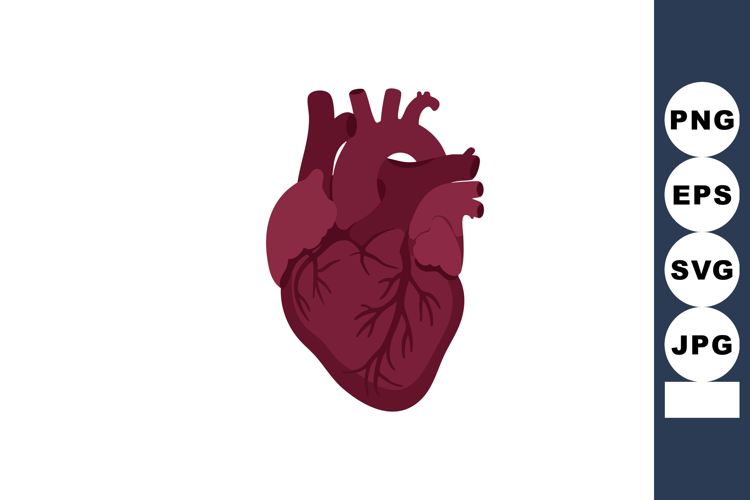 Human Heart Illustration Image 14