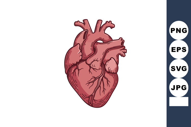 Human Heart Illustration Image 17