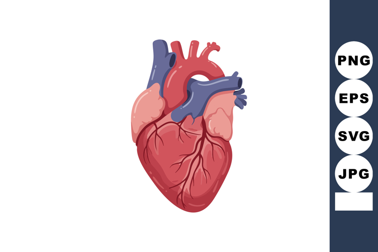Human Heart Illustration Image 6