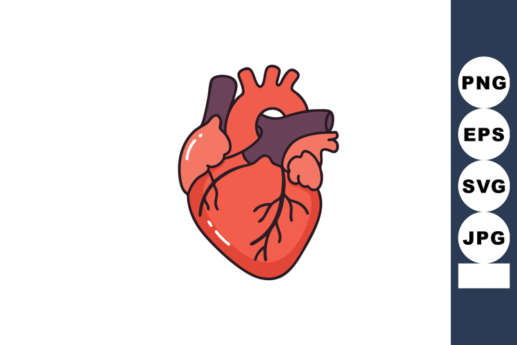 Human Heart Illustration Image 16