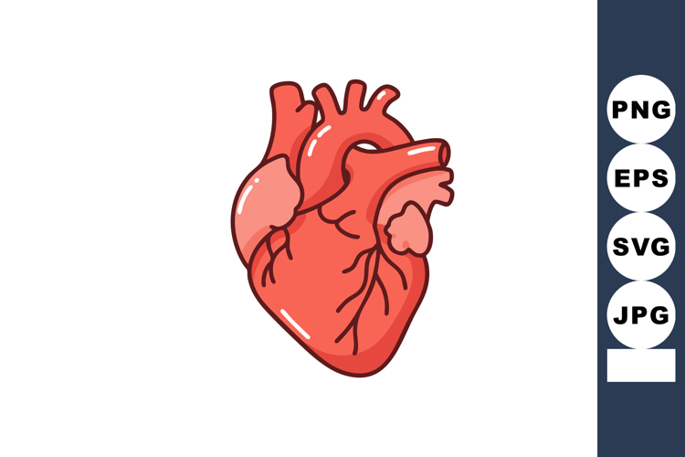 Human Heart Illustration Image 4