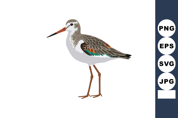 Sandpiper bird standing on white background with detailed fe