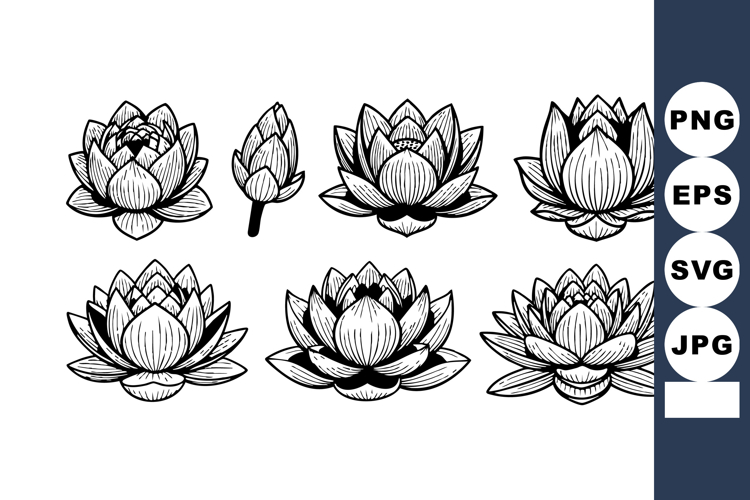 Lotus Flower Illustration Image 2
