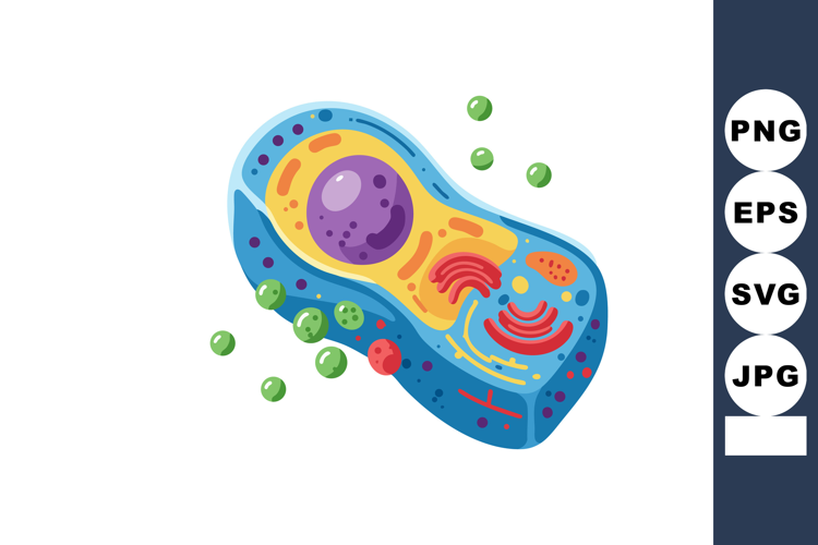 Plant Cell Detailed Structure with Organelles Colorful Educa