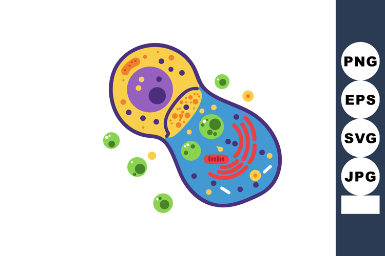 Cell division illustration of animal cells showing mitosis p