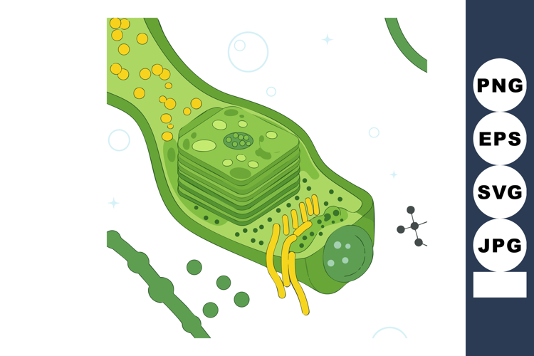 Plant cell structure illustration showing organelles and cel