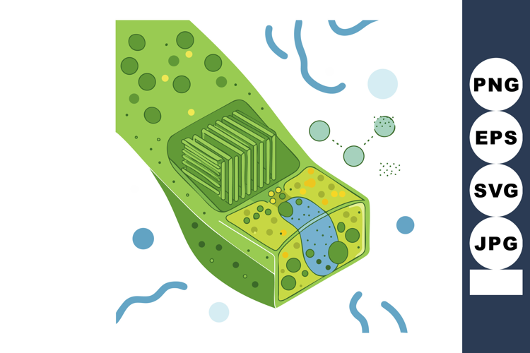 Plant Cell Structure Illustration Showing Chloroplasts and C