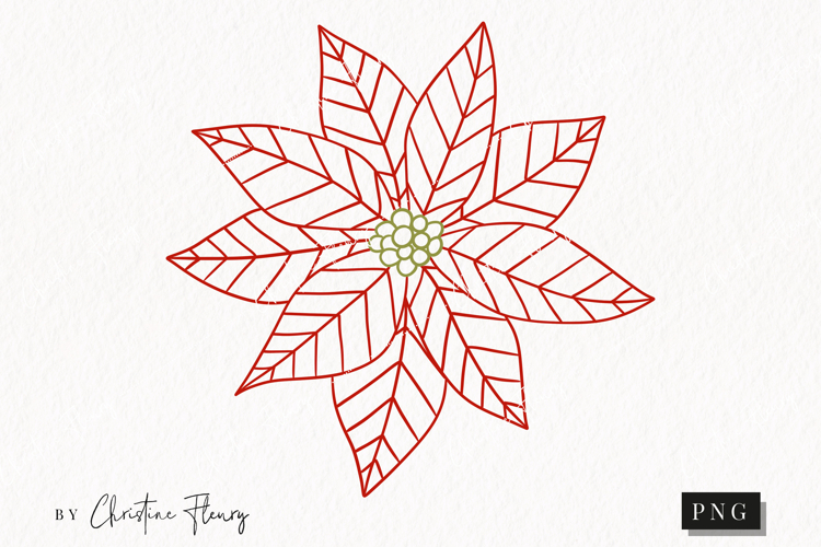 Hand Drawn Poinsettia Clipart | Christmas PNG