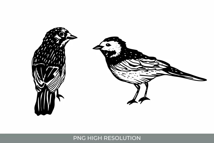 Hand Drawn Vintage Birds Clipart