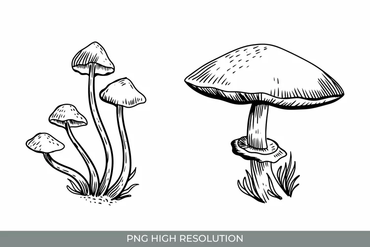 Hand Drawn Vintage Mushroom Clipart