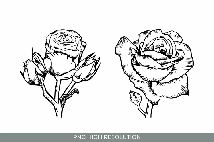 Hand Drawn Roses Clipart PNG