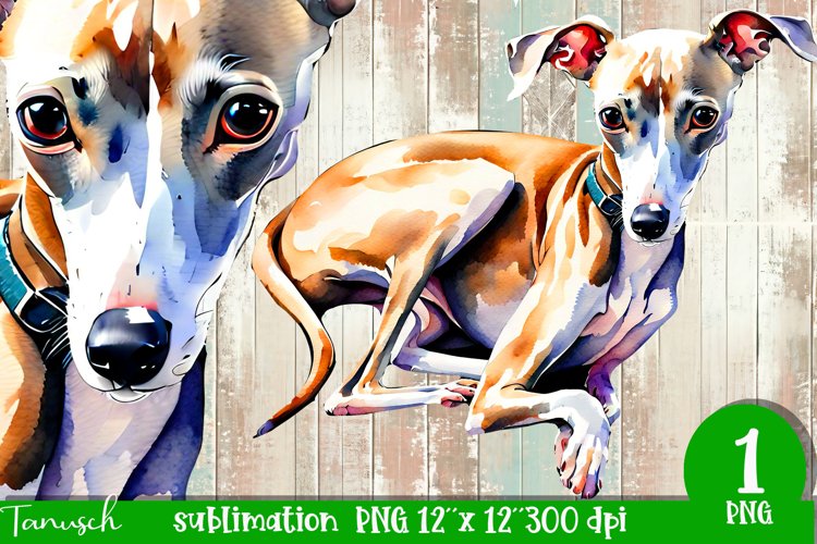 watercolor Italian Greyhound dog sublimation PNG