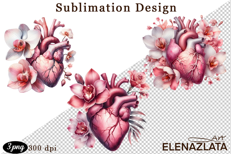 Anatomical Heart Clipart Image 24