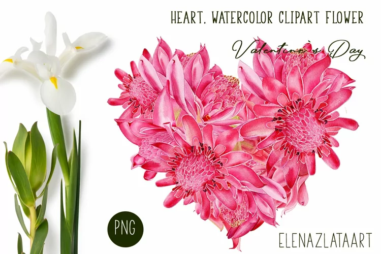 Heart, flower watercolor clipart. Valentines Day