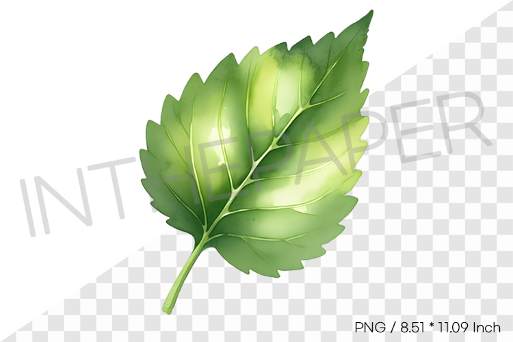 Hibiscus Leaf Tropical Summer Clipart Watercolor Illust