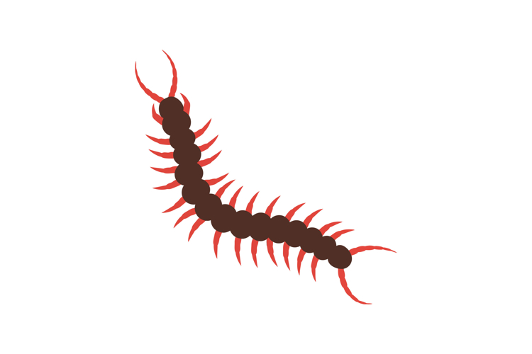 Insect Illustration Image 6