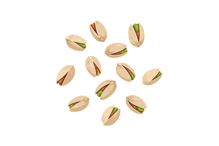 Pistachio nuts scattered vector illustration with natural be