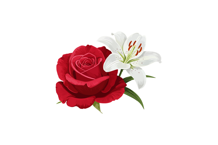 Red Rose and White Lily Flower Vector Illustration with Gree