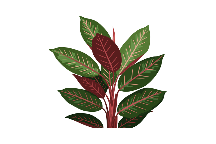 Rubber Plant Leaves with Green and Burgundy Colours Vector I