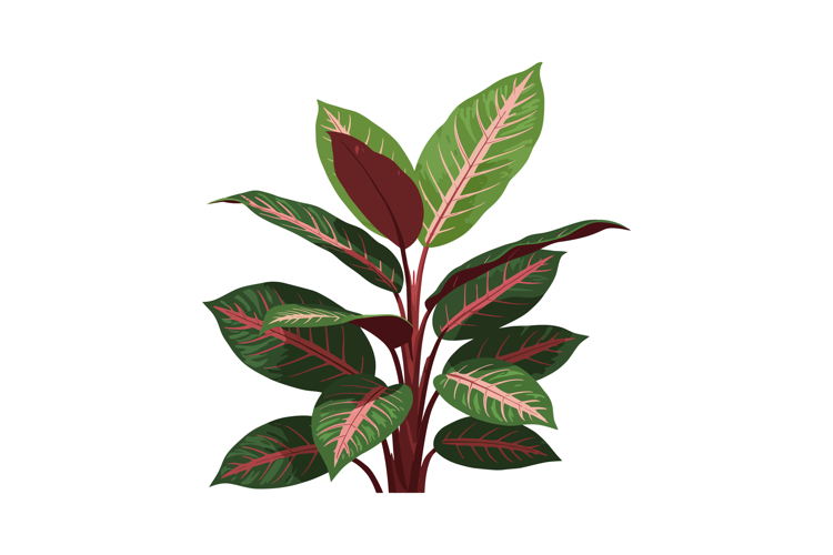 Tropical Leaf Vector Image 6
