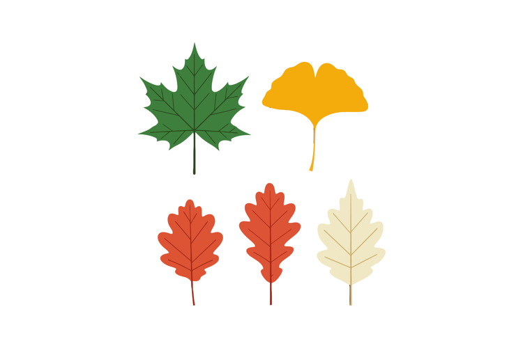 Fall Leaves Illustration Image 19