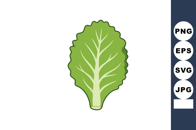 Green lettuce leaf vector illustration with simple cartoon s