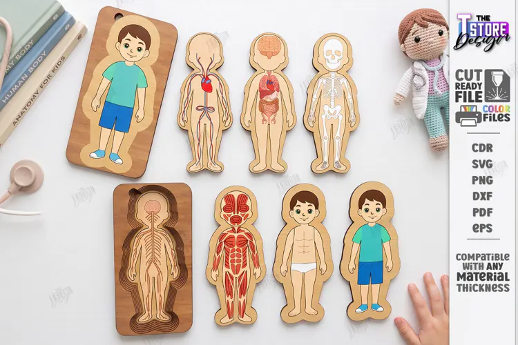 Human Body Organs Puzzle Laser Cut | Human Anatomy Laser Cut