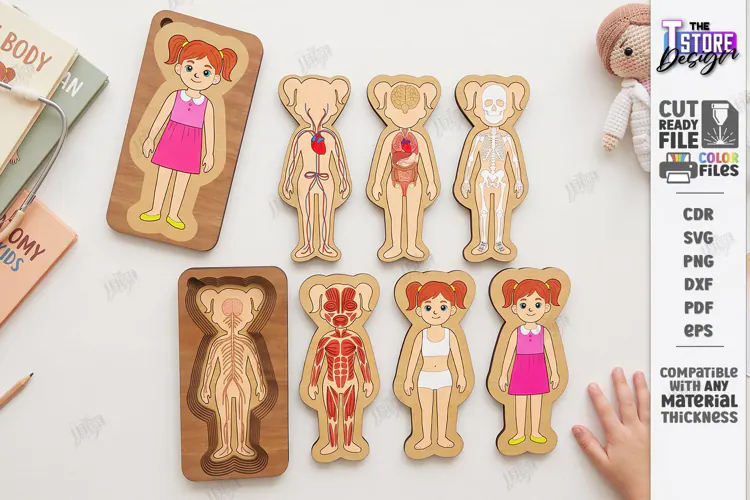 Human Body Organs Puzzle Laser Cut | Human Anatomy Laser Cut