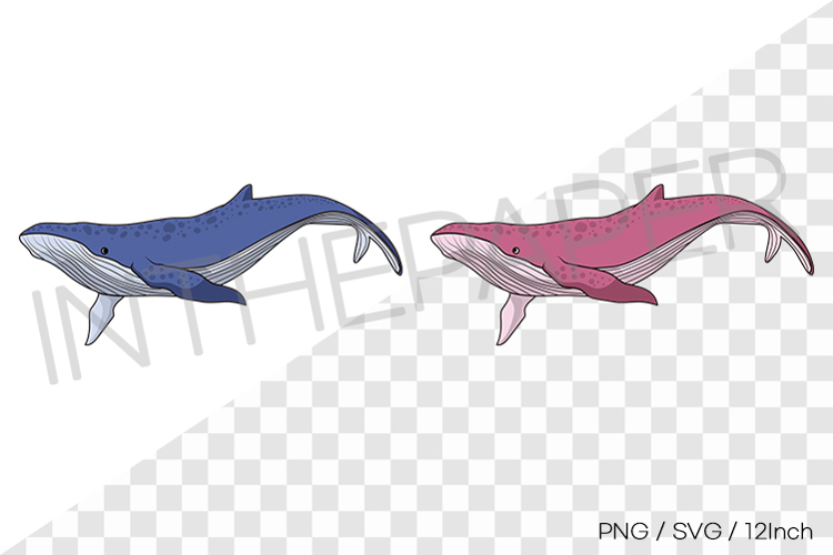 Whale Illustration Image 13