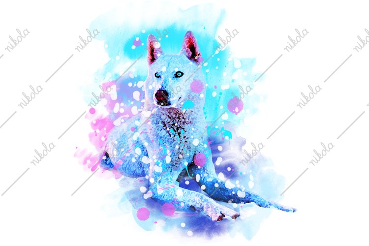 Husky Png Image 13