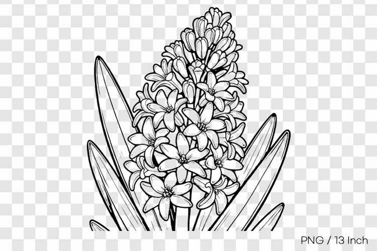 Black ink line art Hyacinth coloring page PNG Flower illust