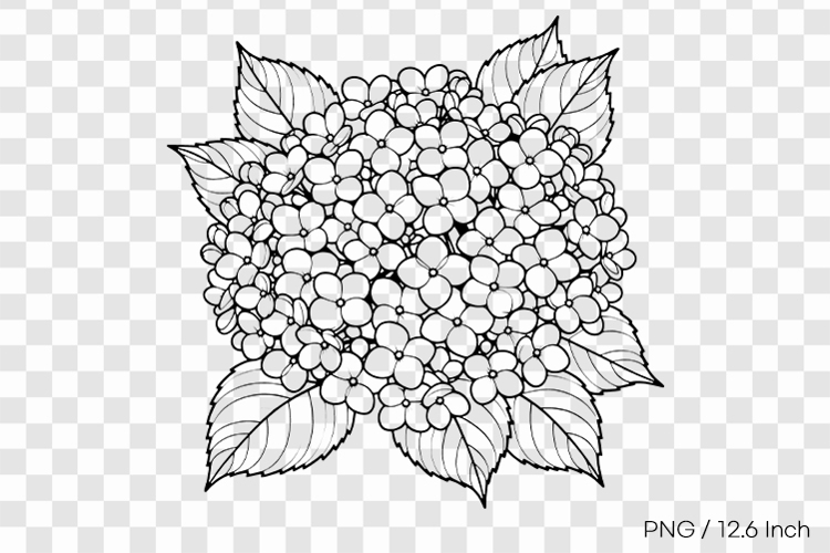 Black ink line art Hydrangea coloring page PNG Flower illust