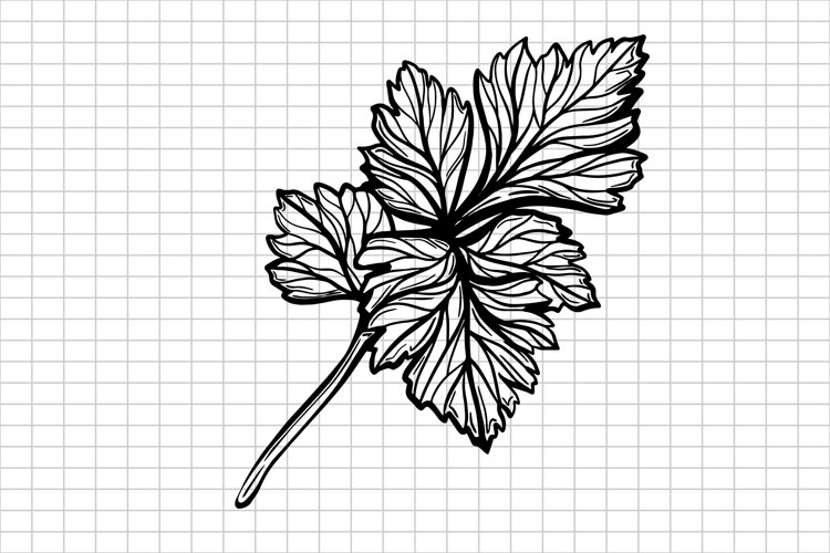 Parsley SVG| Herbs SVG | Seasoning SVG |