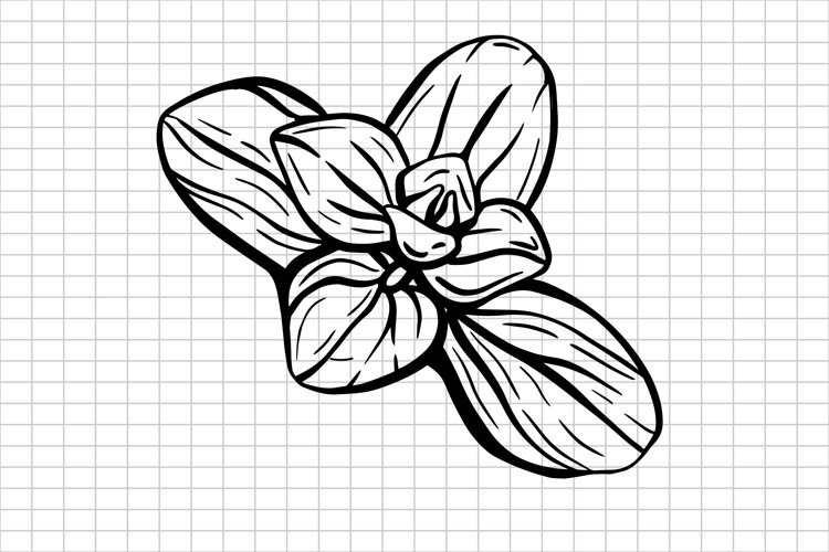 Basil SVG | Basil leaves SVG | Herbs SVG | Seasoning SVG | example image 1